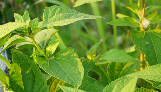 腾博会官网 - 诚信为本,专业效劳!